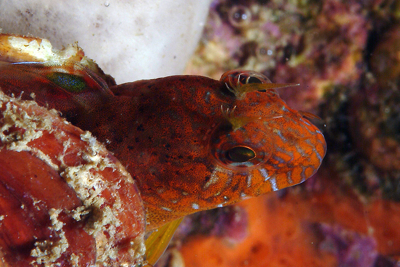 Parablennius zvonimiri (dettaglio tentacoli intermedi)